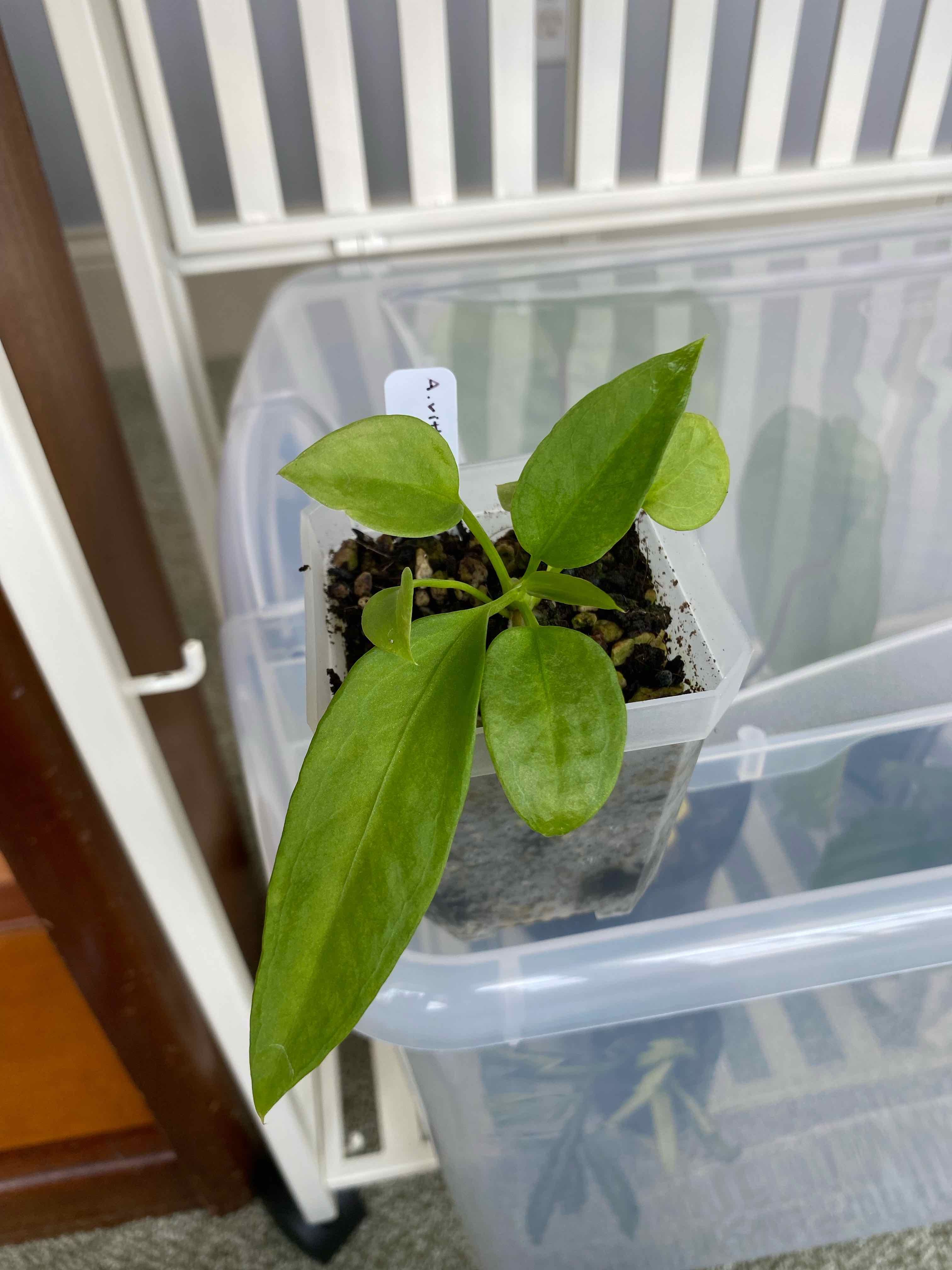 Young Anthurium vittariifolium plant in a small pot with visible soil.