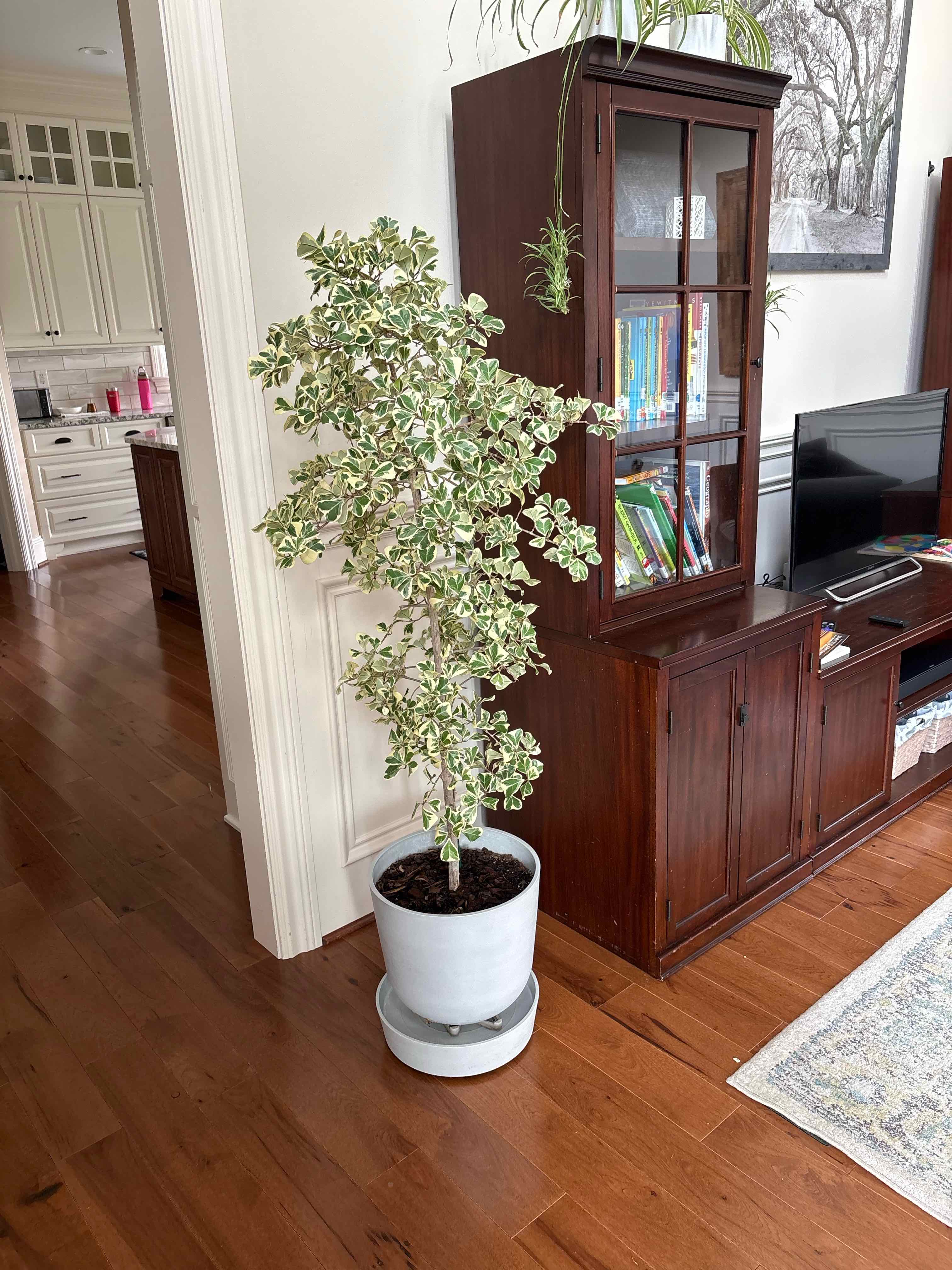 Ficus Triangularis Variegata