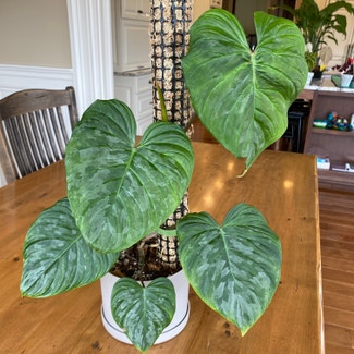 Philodendron 'Majestic' plant in Danville, Indiana
