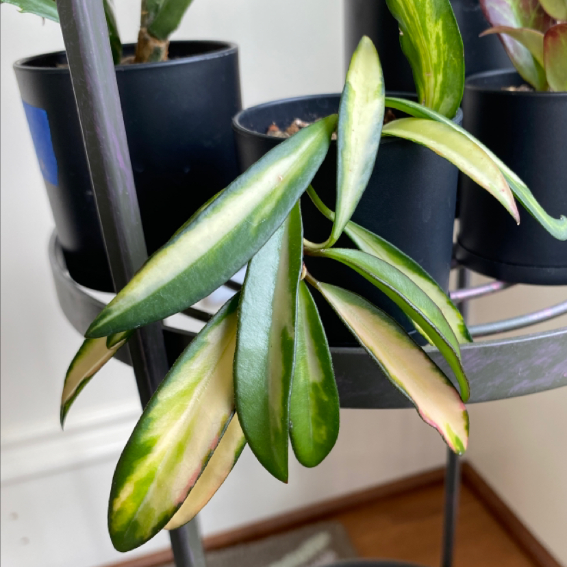 Hoya Wayetii Variegated
