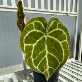 Crystal Anthurium plant in Danville, Indiana