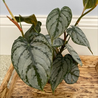 Silver Leaf Philodendron plant in Danville, Indiana