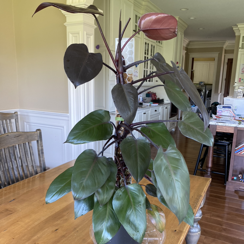 Philodendron Dark Lord plant with dark green and reddish-brown leaves on a wooden table indoors.