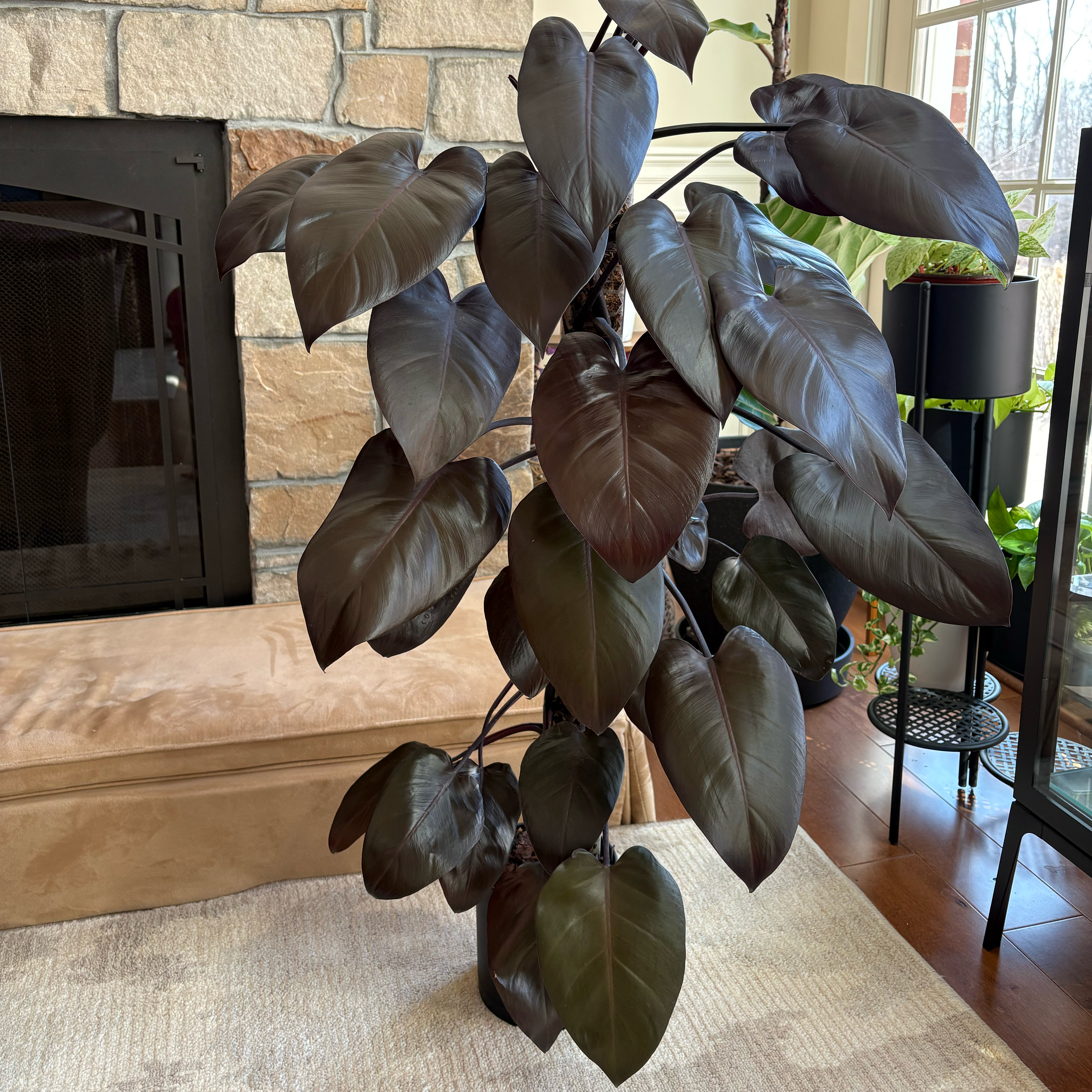 Philodendron Dark Lord