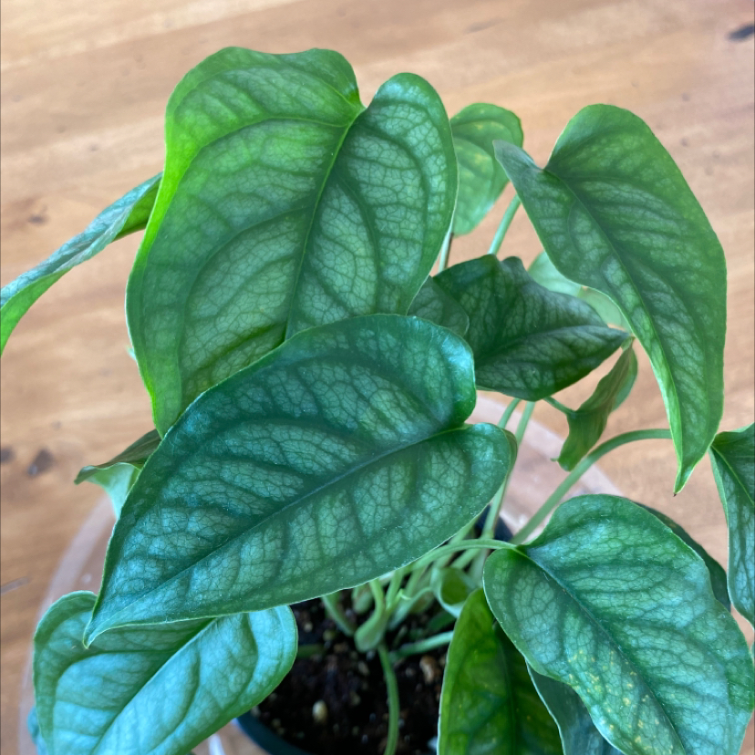 Monstera Siltepecana