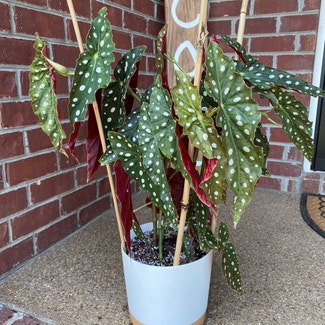 Polka Dot Begonia plant in Danville, Indiana
