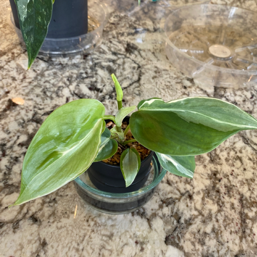 Philodendron 'Rio' plant with variegated leaves in a small pot inside a glass container.