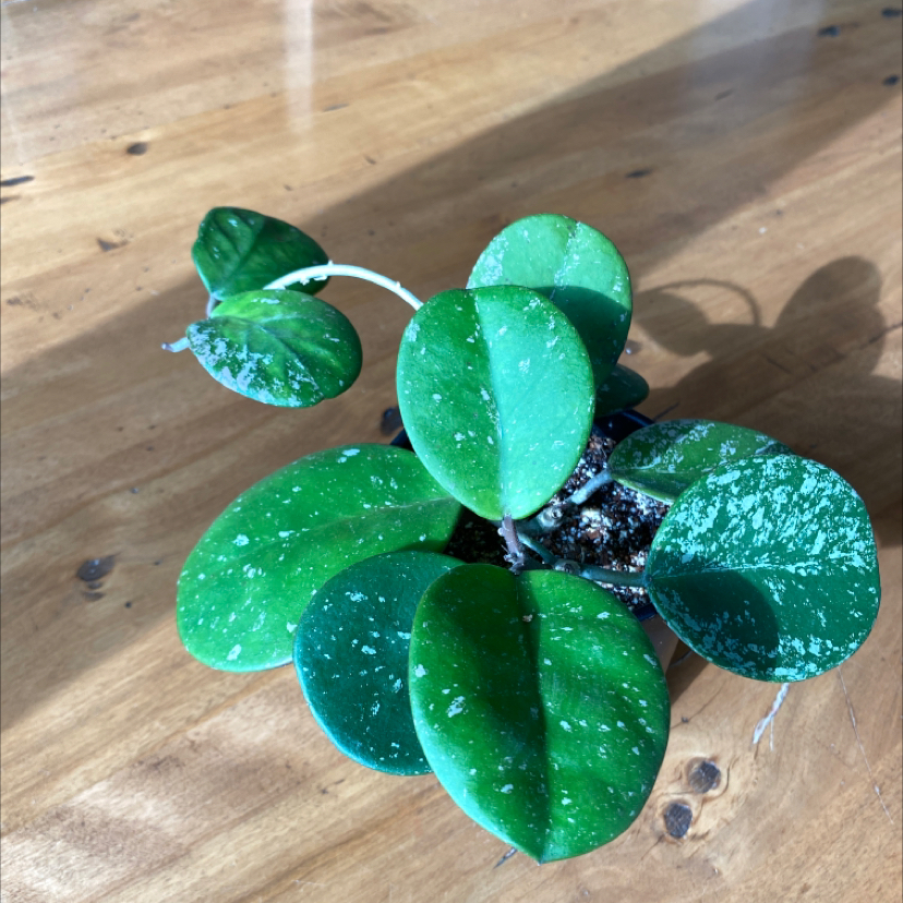 Splash Hoya Obovata plant with green leaves and splash patterns on a wooden surface.