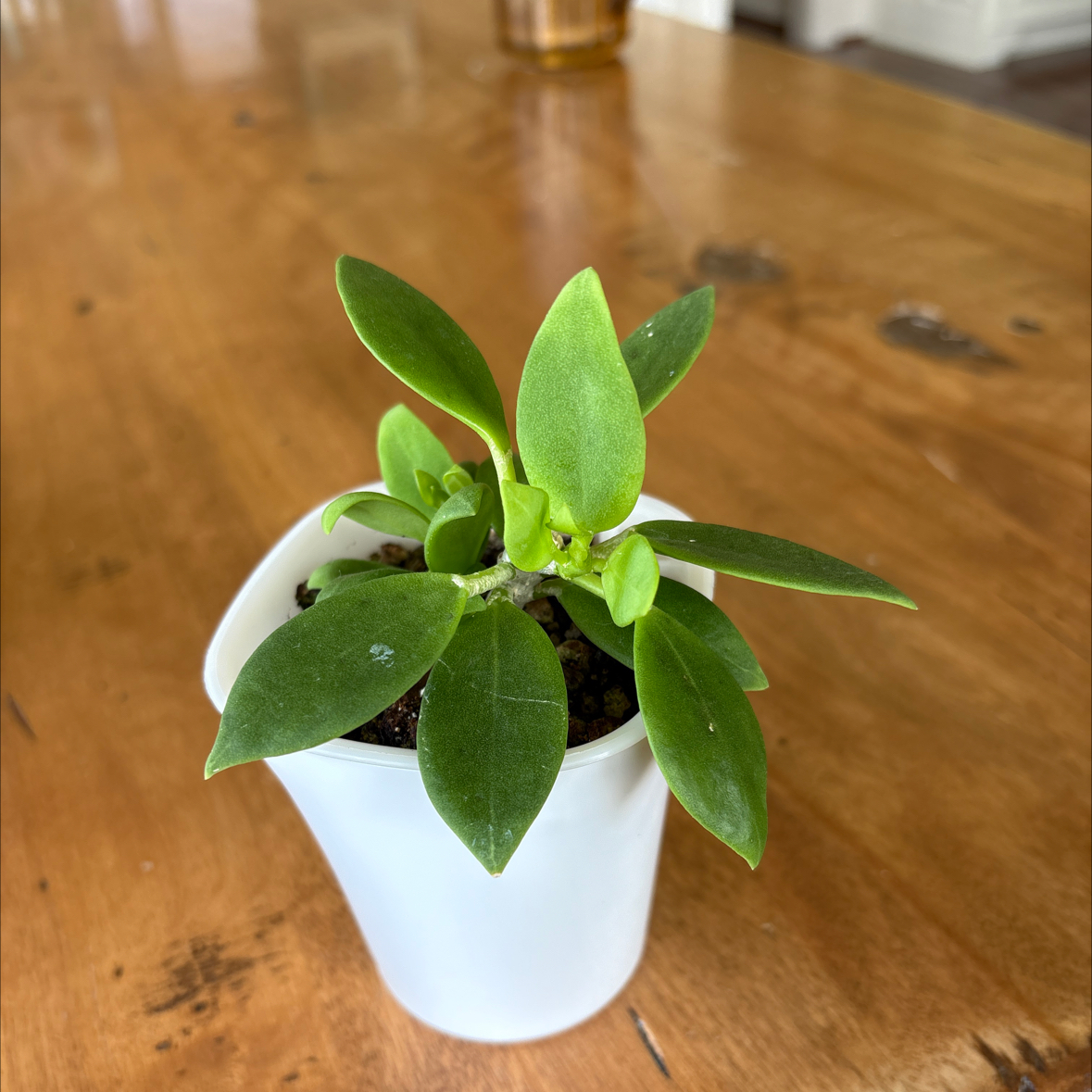 Photo of the plant species Wax Plant by @SmartAglaonema named Hoya Pachyclada Snow Lotus on Greg, the plant care app