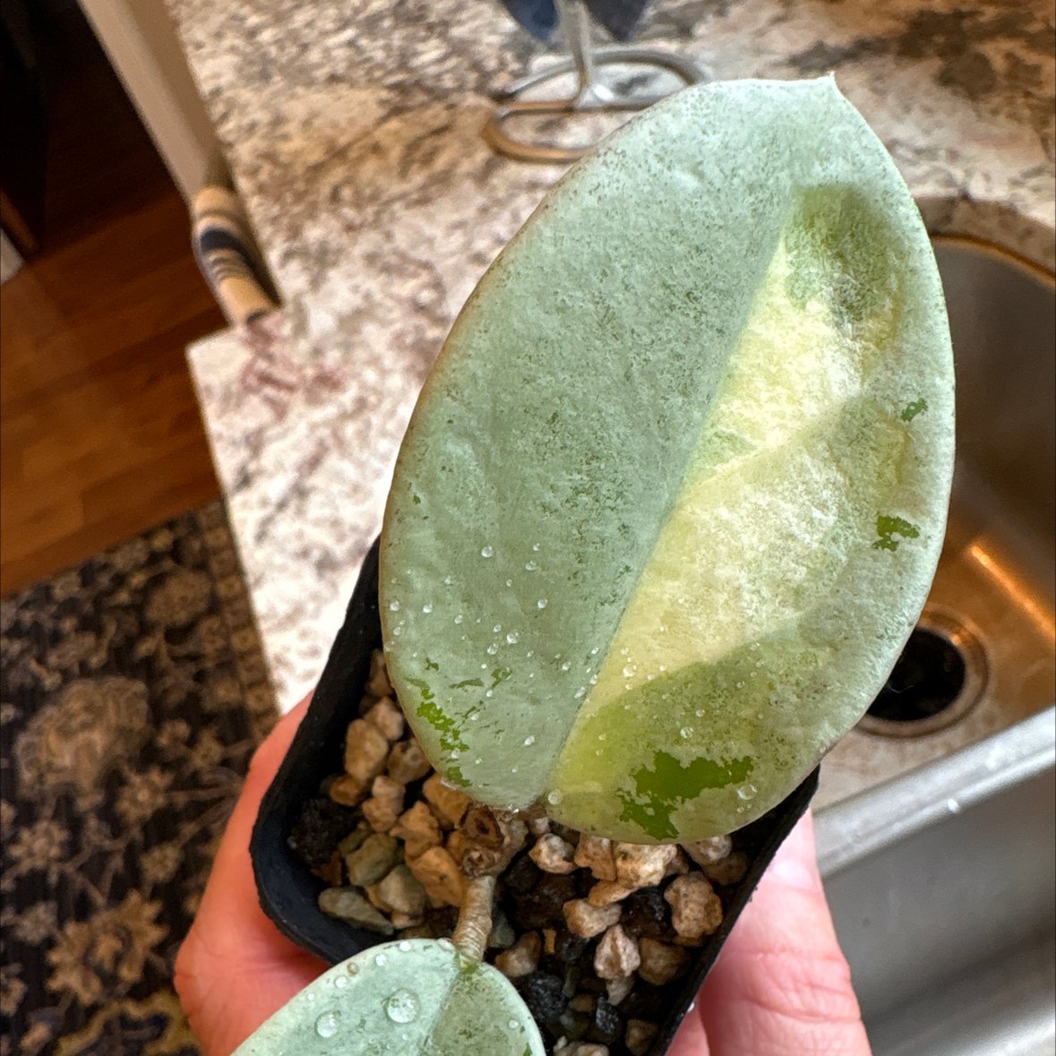 Photo of the plant species Hoya Argentea Princess by @SmartAglaonema named Hoya Argentea Princess on Greg, the plant care app