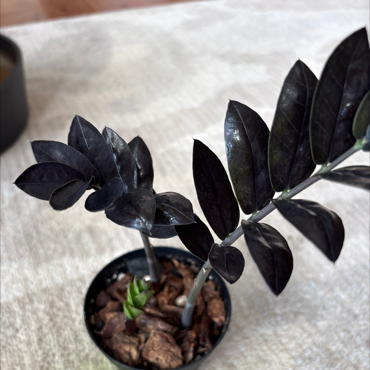 Photo of the plant species ZZ Oscura by @SmartAglaonema named Zz Oscura on Greg, the plant care app