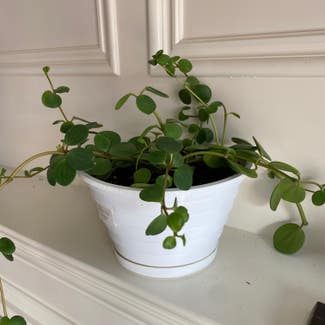 Peperomia 'Hope' plant in Danville, Indiana