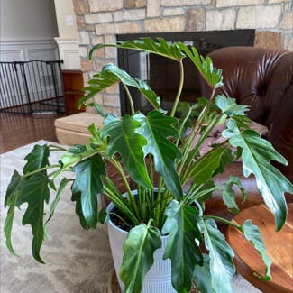Philodendron Xanadu plant in Danville, Indiana