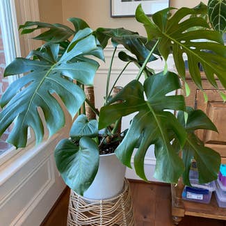 Monstera plant in Danville, Indiana