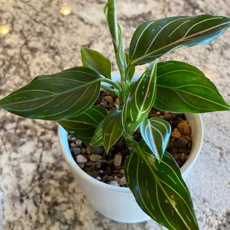 Photo of the plant species Aglaonema commutatum 'Red Vein' by Smartaglaonema named Aglainema Red Vein on Greg, the plant care app