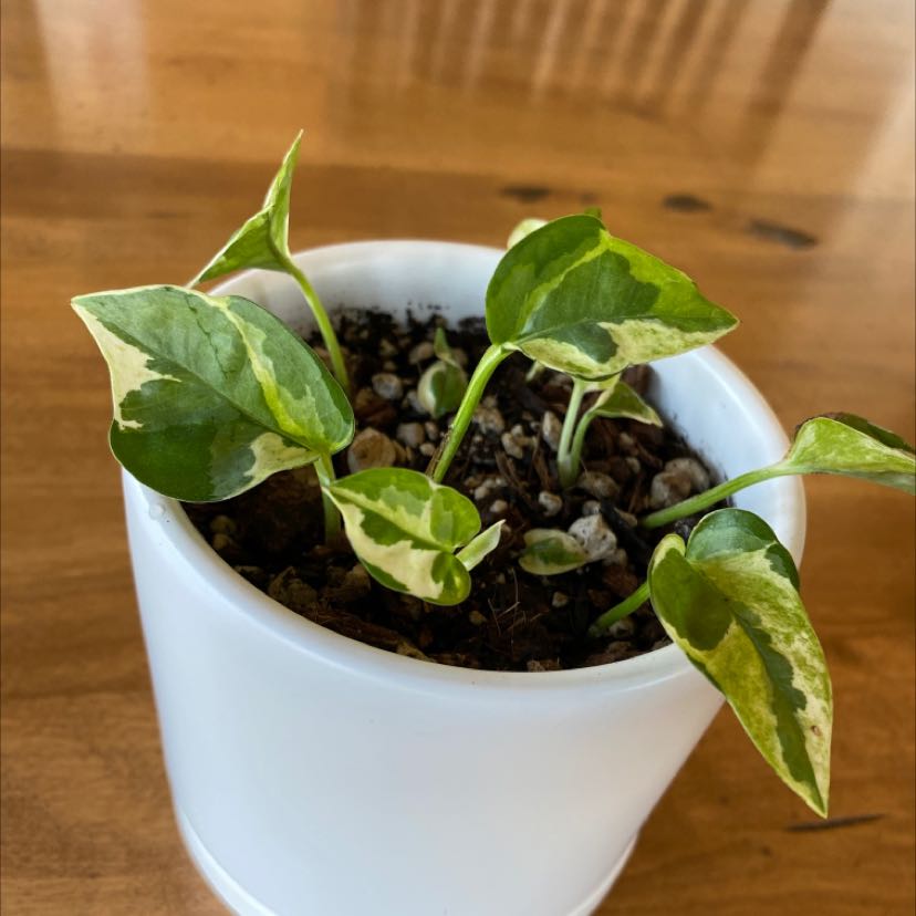 Glacier Pothos plant in a white pot with variegated green and white leaves.