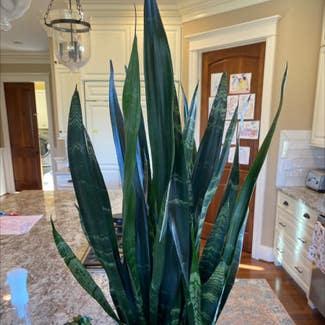 Snake Plant plant in Danville, Indiana
