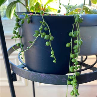 String of Pearls plant in Danville, Indiana