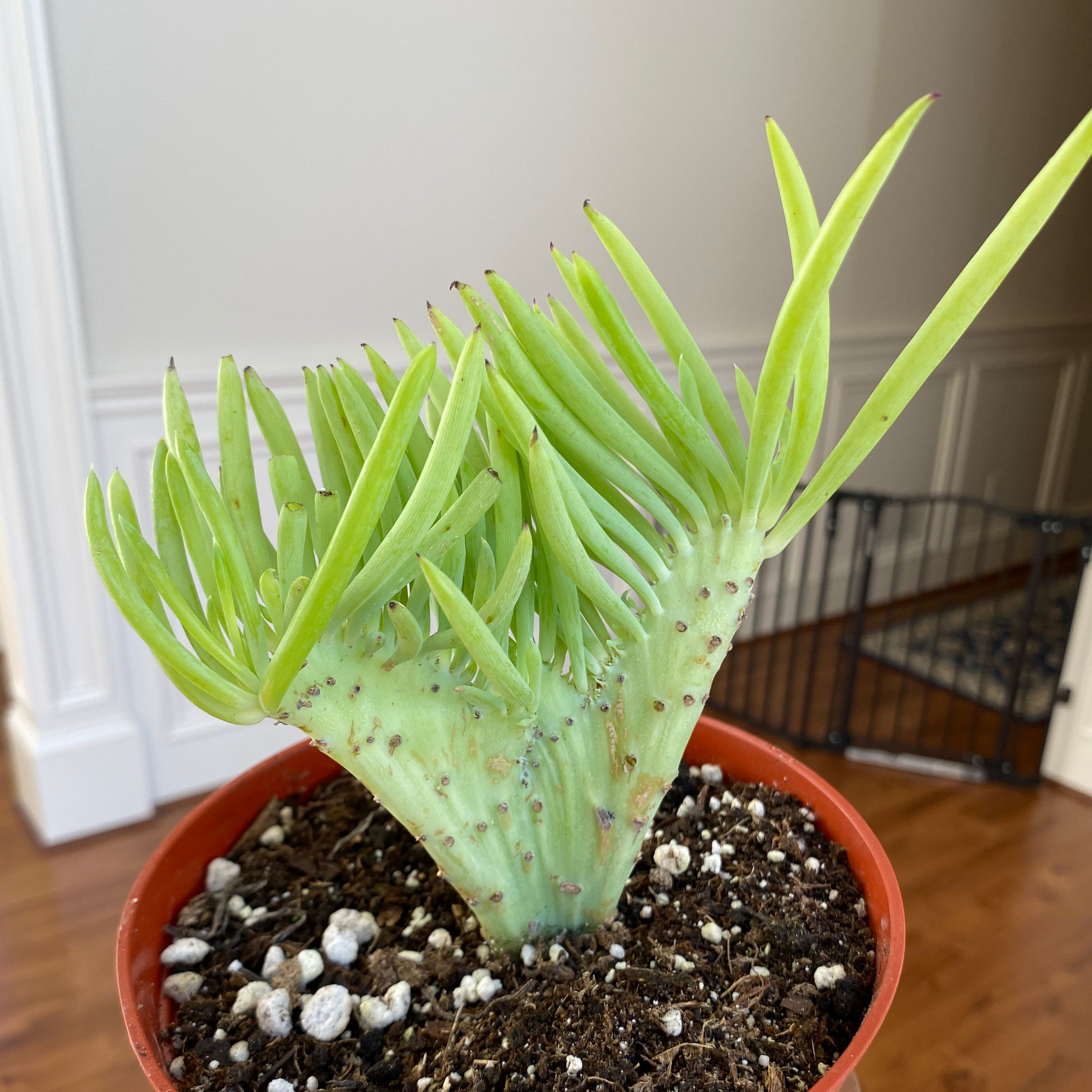 Narrow-Leaf Chalksticks plant in a pot with visible soil, healthy and well-framed.