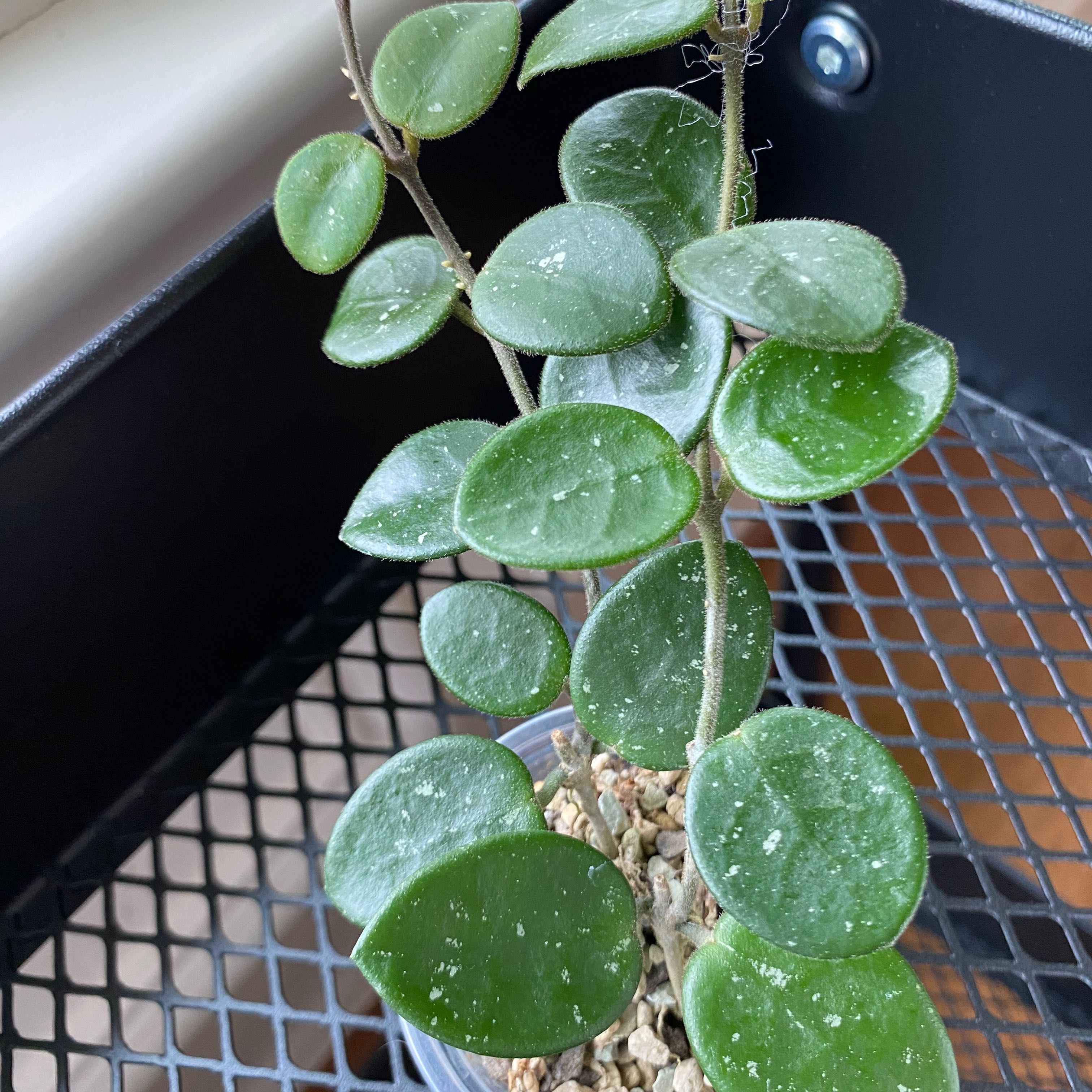 Hoya 'Mathilde' plant with round green leaves in a pot on a metal grid surface.
