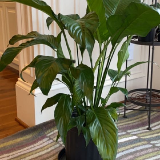 Photo of the plant species Sweet Pablo Peace Lily by @SmartAglaonema named Peace Lily Sweet Pablo on Greg, the plant care app