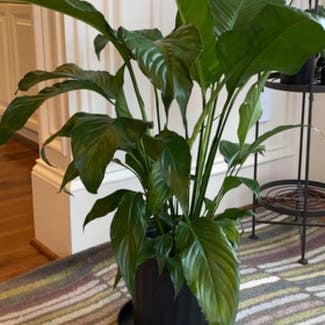 Sweet Pablo Peace Lily plant in Danville, Indiana