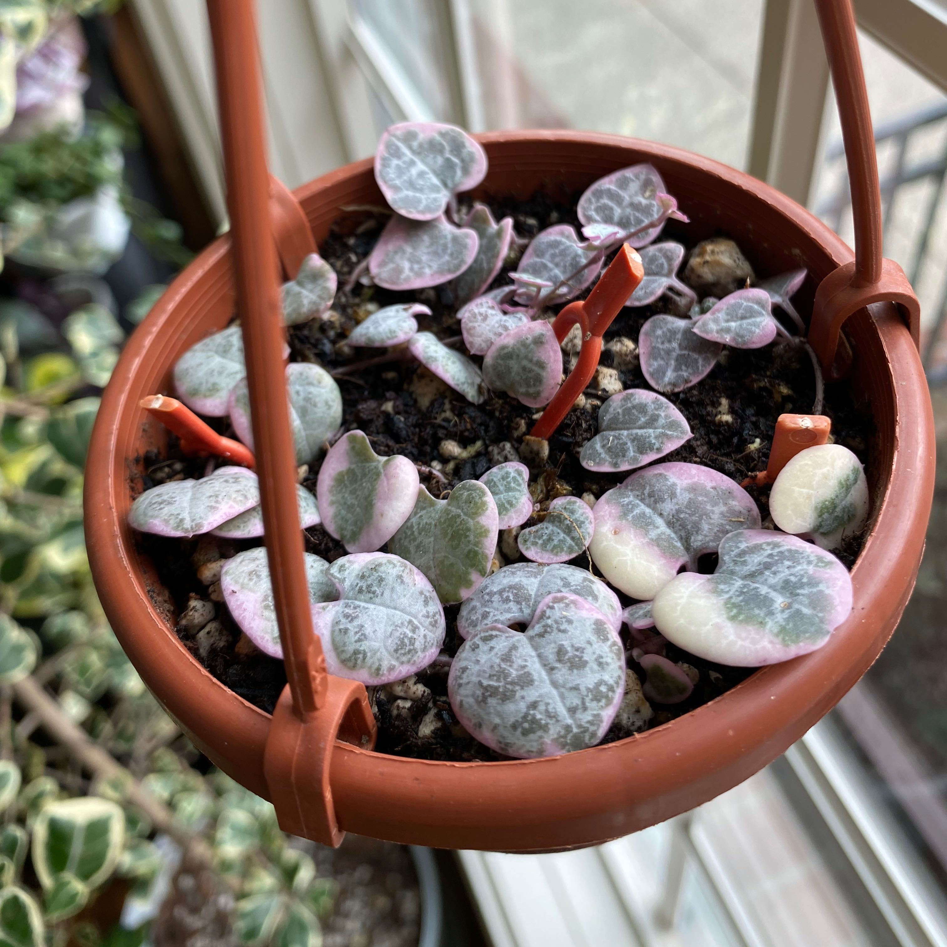 Variegated String of Hearts plant in a hanging pot with visible soil.