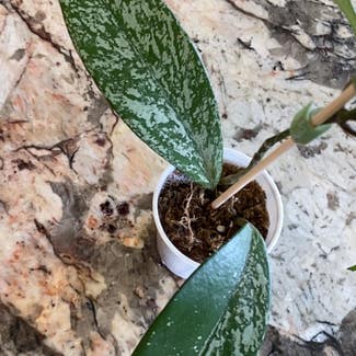 Hoya Pubicalyx plant in Danville, Indiana