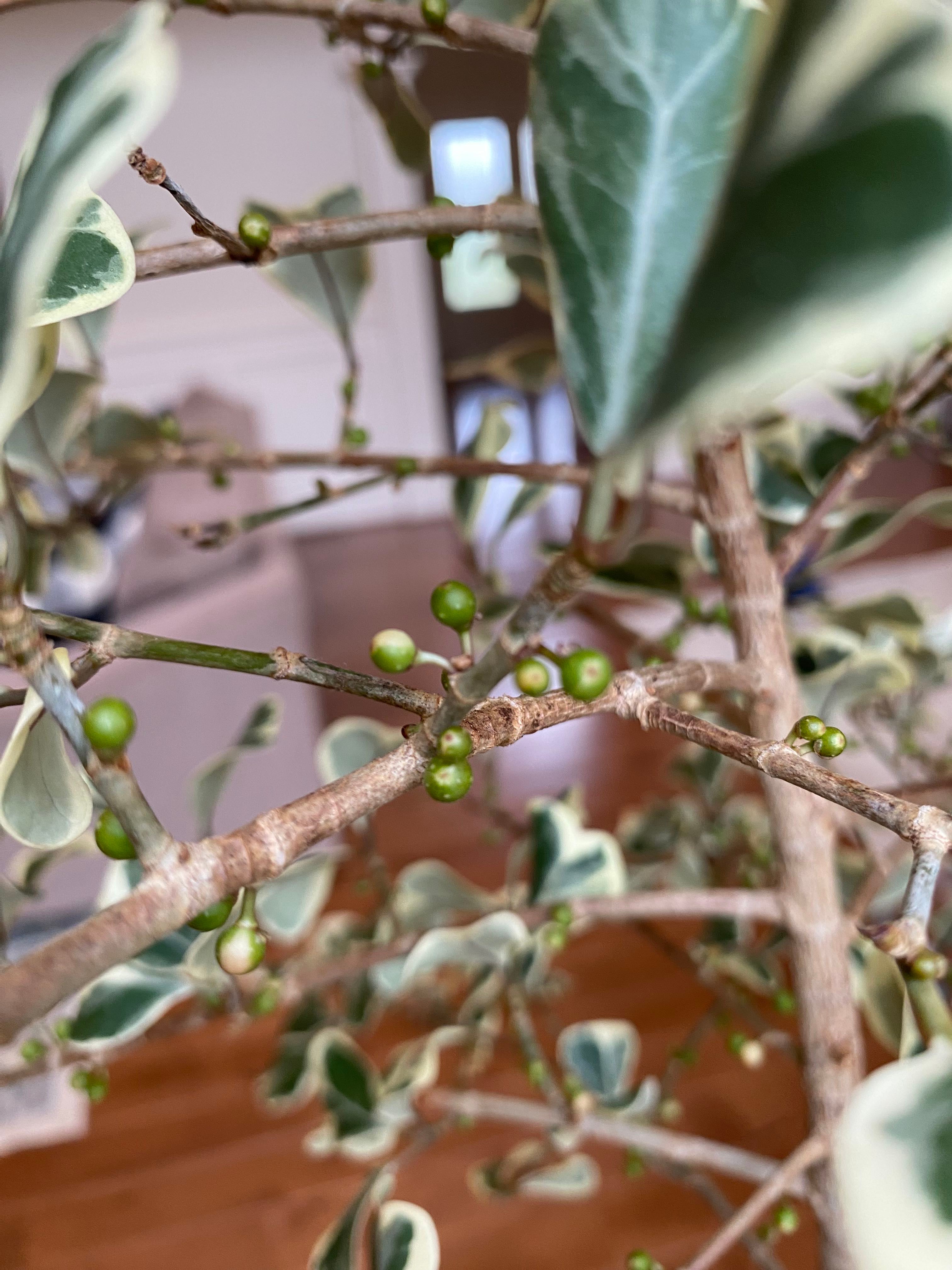 🔺 Variegated Triangle Fig When to Plant