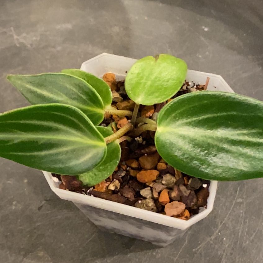 Photo of the plant species Pep. Maculosa by @SmartAglaonema named Peperomia Maculosa on Greg, the plant care app