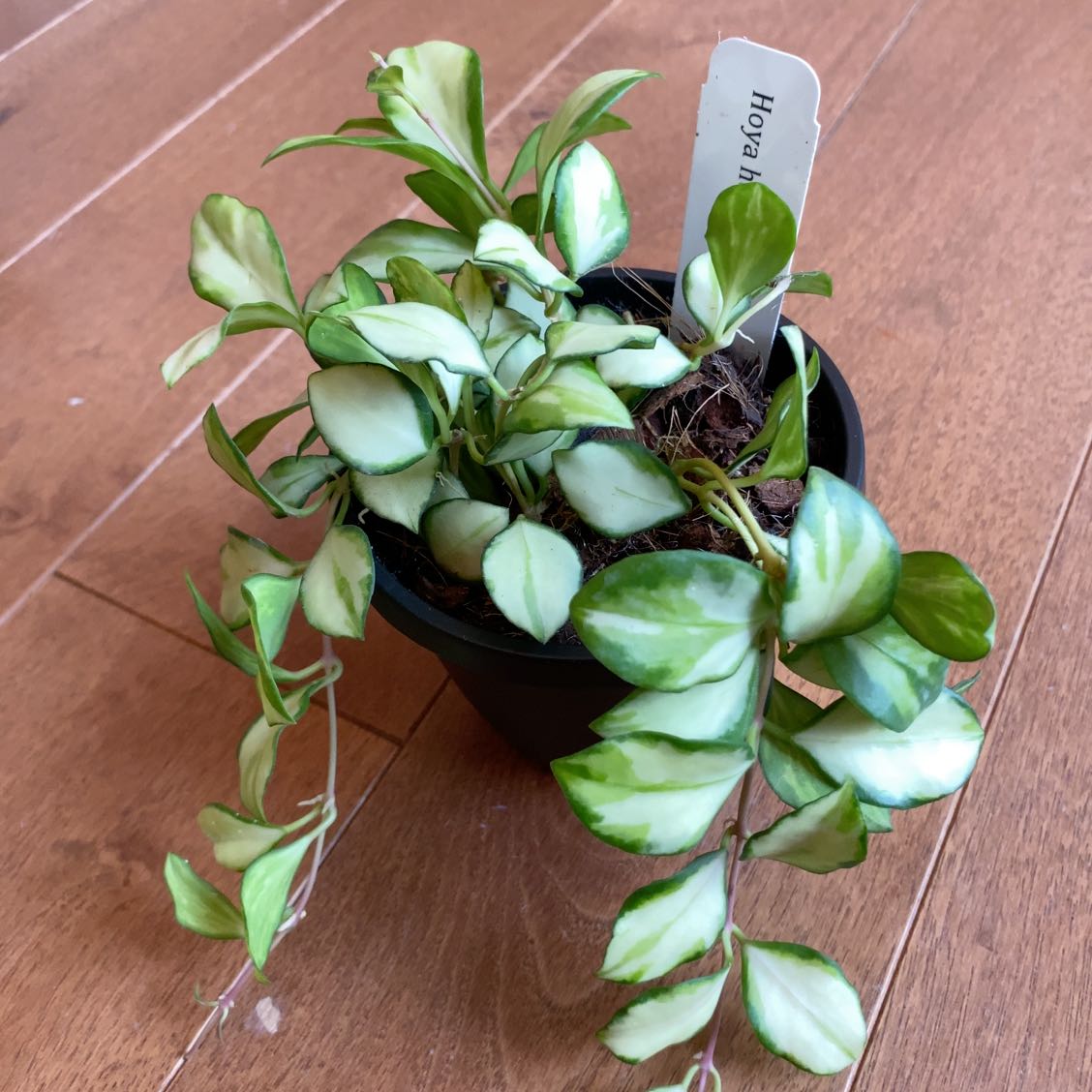 Hoya heuschkeliana variegata plant in a black pot with variegated green and white leaves.