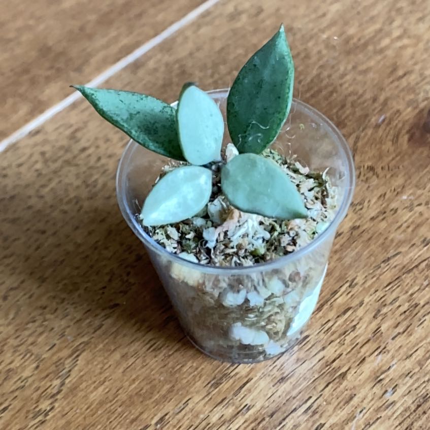 Hoya lacunosa“LOUISA'S SILVER”