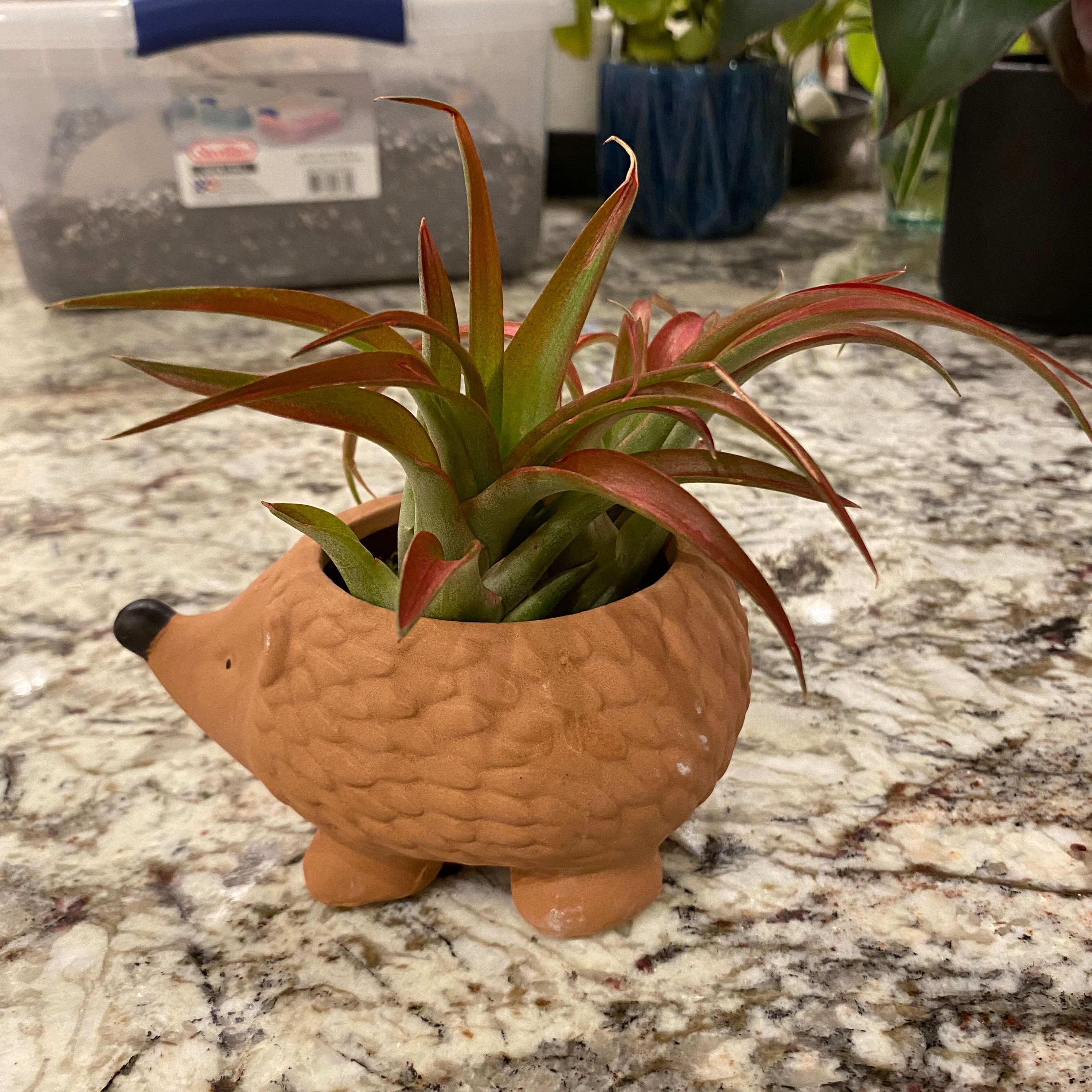 Photo of the plant species Air Plant by @SmartAglaonema named Air Plant Red on Greg, the plant care app