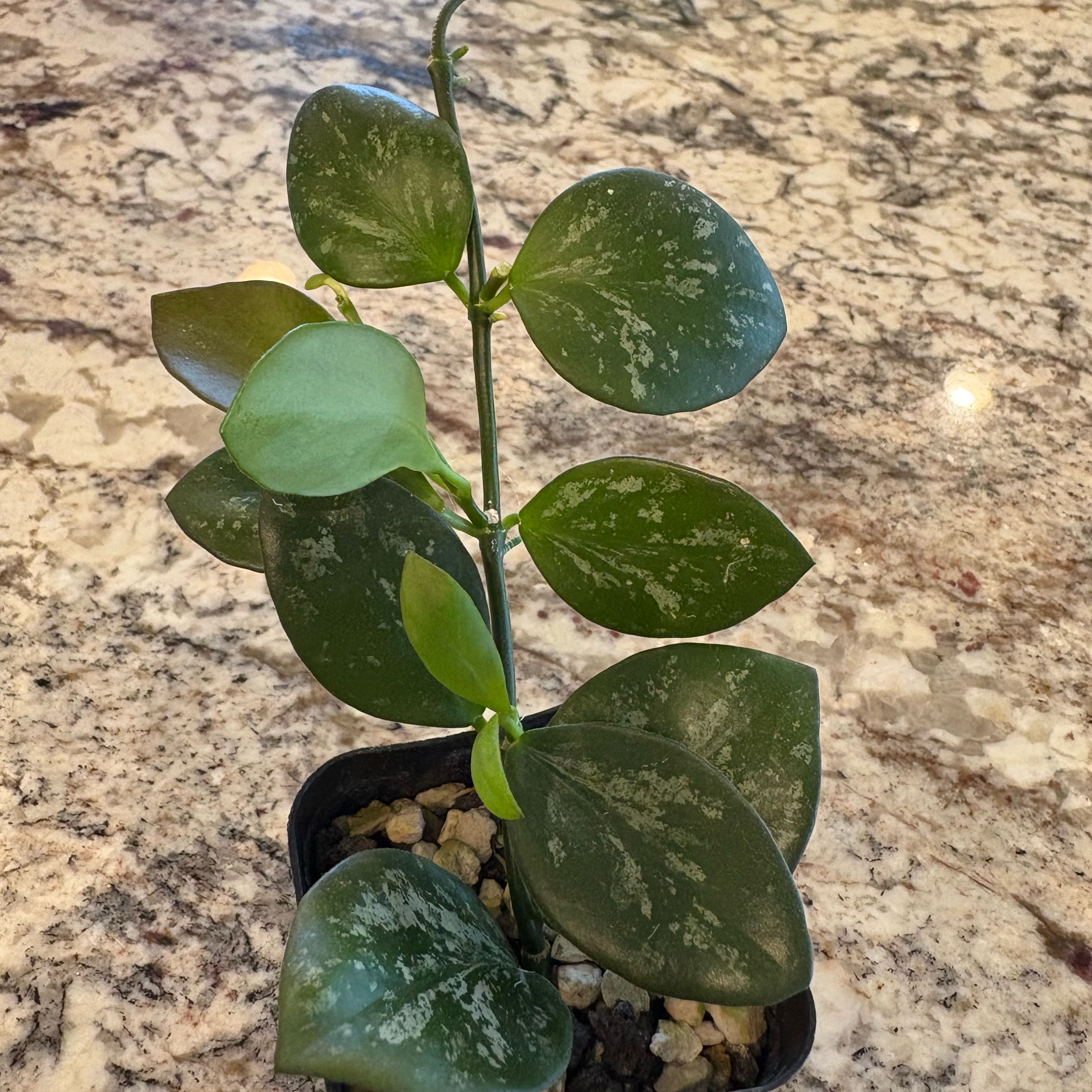 Photo of the plant species IR-26 by @SmartAglaonema named Hoya Collina on Greg, the plant care app