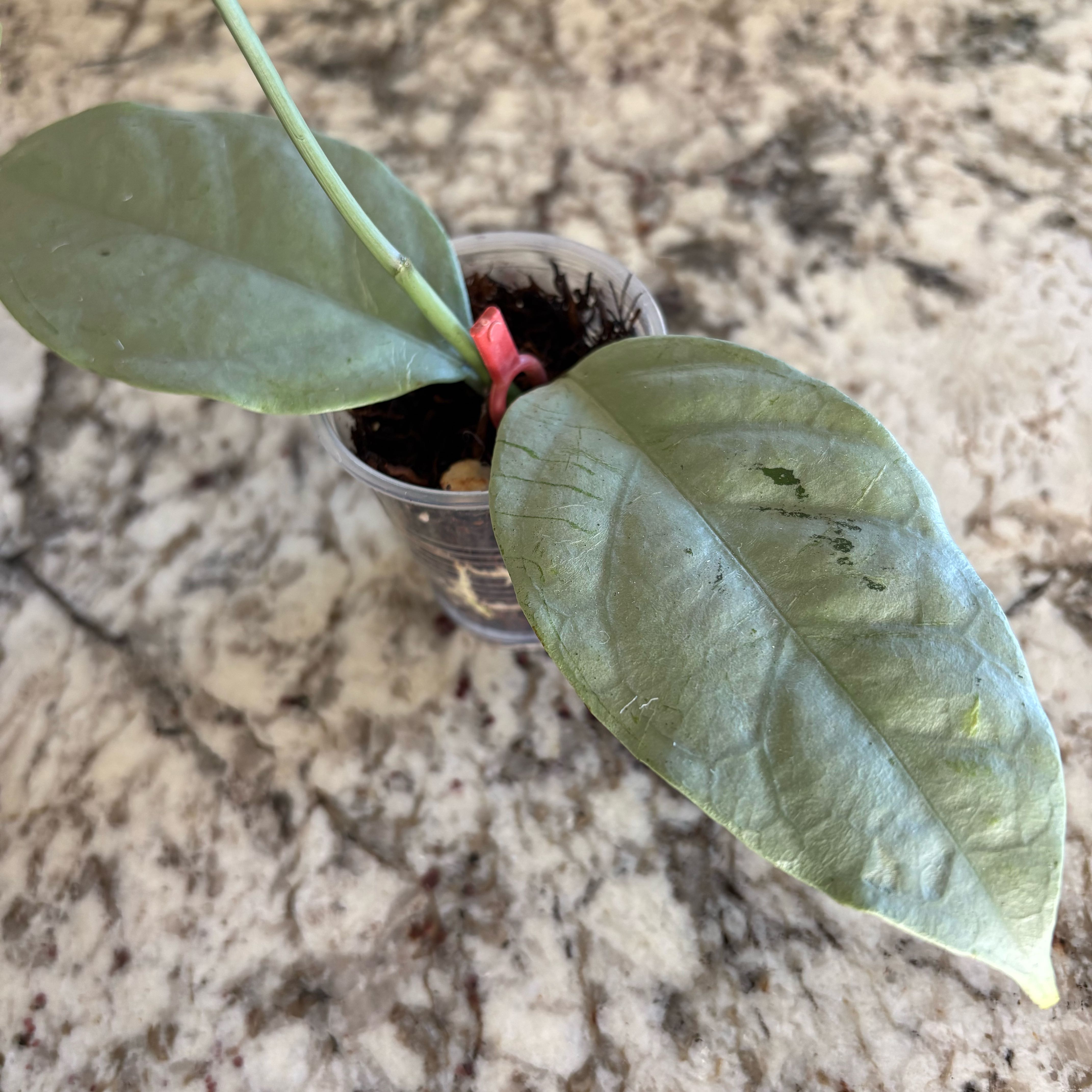Photo of the plant species Hoya coriacea 'Silver' by @SmartAglaonema named Hoya Coriacea Silver on Greg, the plant care app