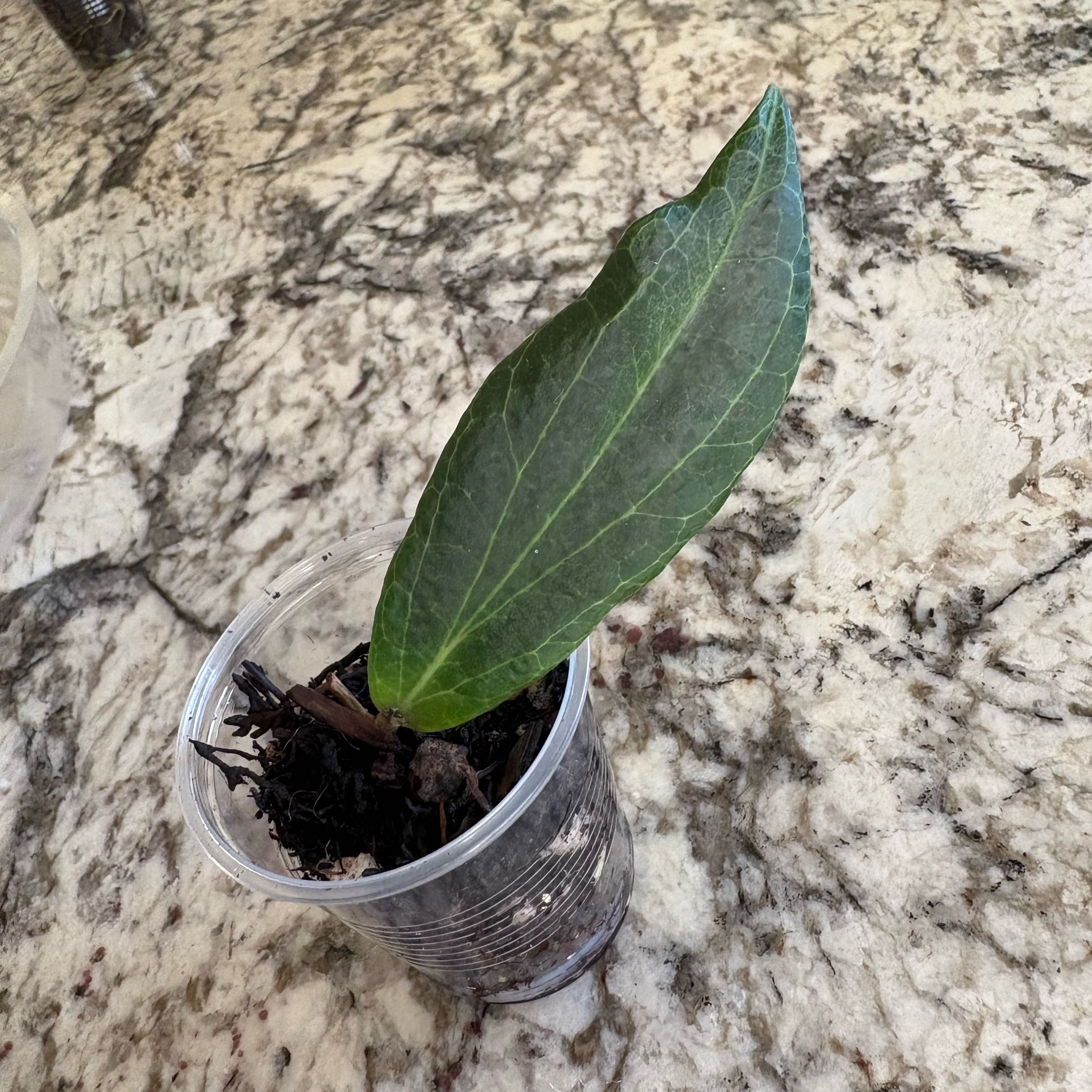 Photo of the plant species Hoya benvergarae by @SmartAglaonema named Hoya Benvergarai on Greg, the plant care app
