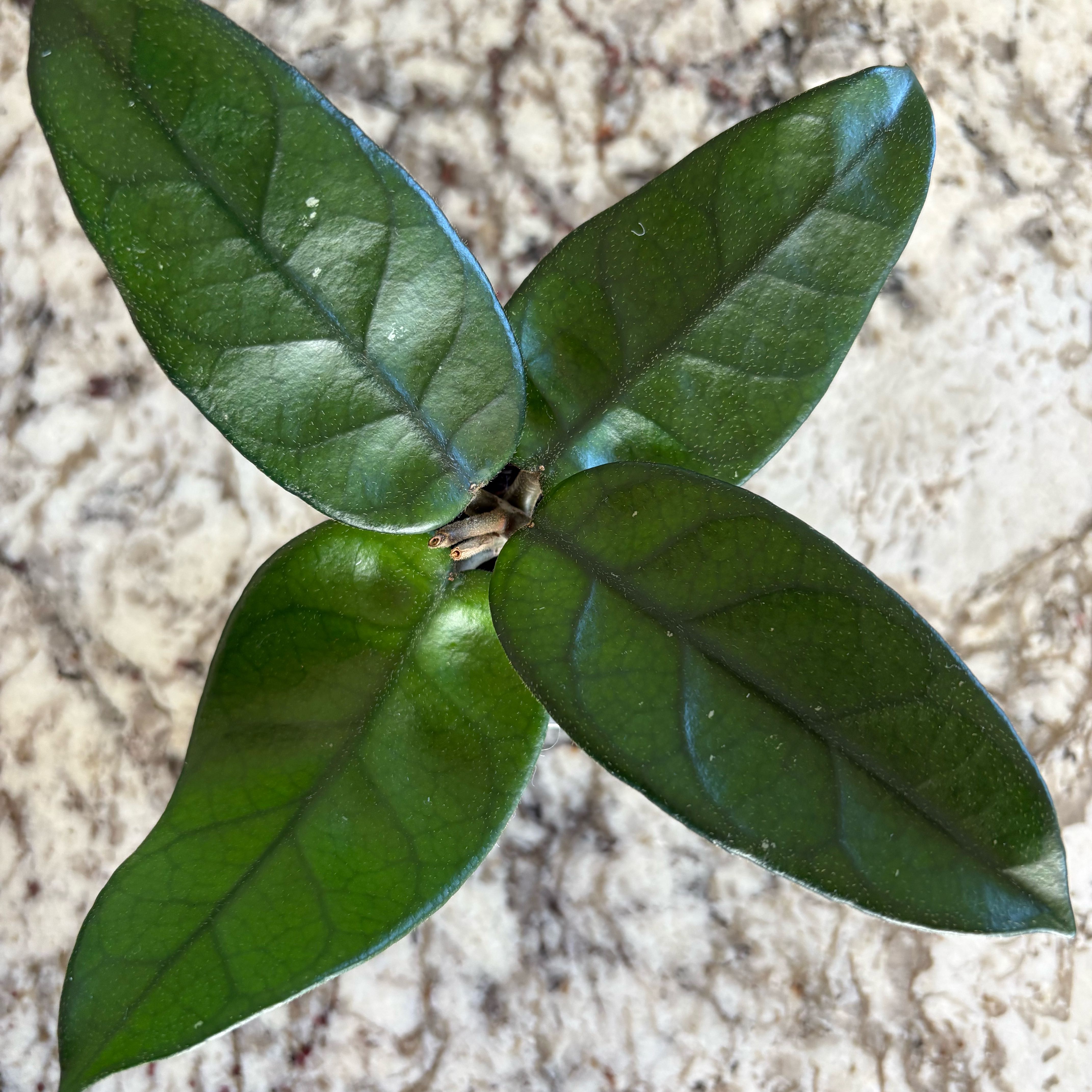 Photo of the plant species Hoya dasyantha by @SmartAglaonema named Hoya Dasyantha on Greg, the plant care app