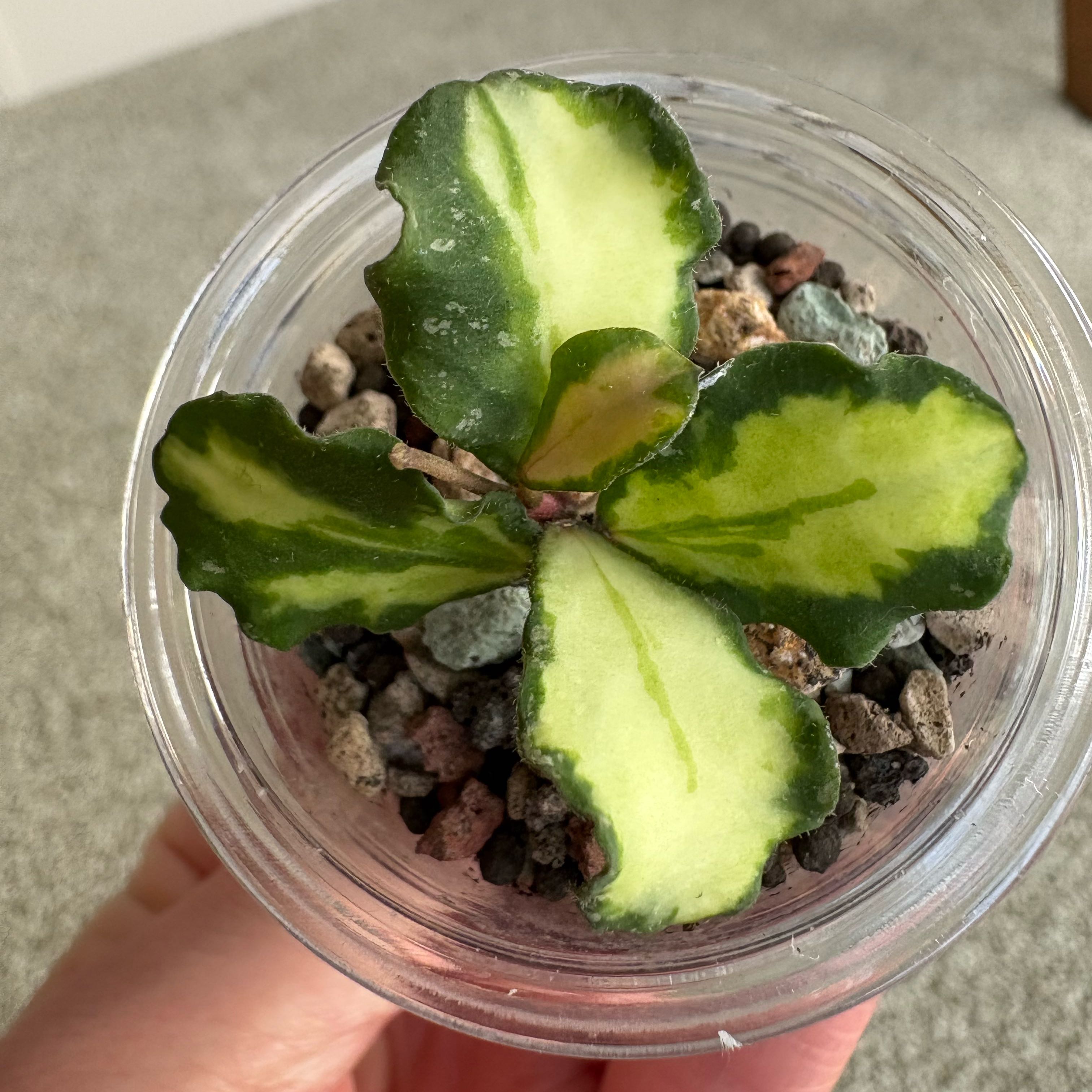 Photo of the plant species Hoya kanyakumariana by @SmartAglaonema named Hoya Kanyakumariana on Greg, the plant care app