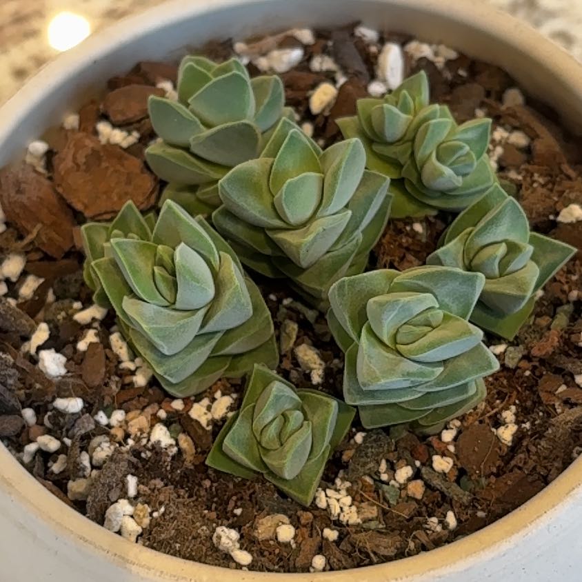 Photo of the plant species Crassula 'Moonglow' by @SmartAglaonema named Crassula Moonglow on Greg, the plant care app