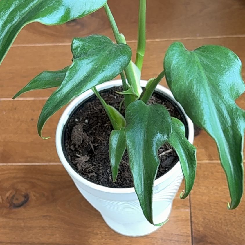 Photo of the plant species Philodendron Burle Marx by @SmartAglaonema named Philodendron Burle Marx Flame on Greg, the plant care app