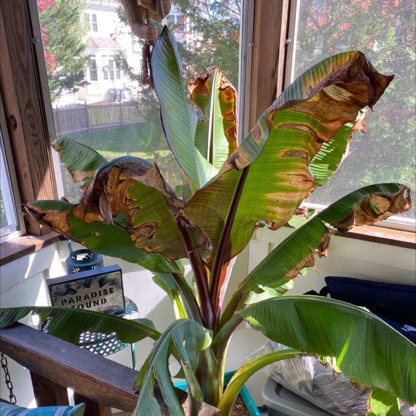 Abyssinian Banana plant with browning leaves indoors, soil visible.