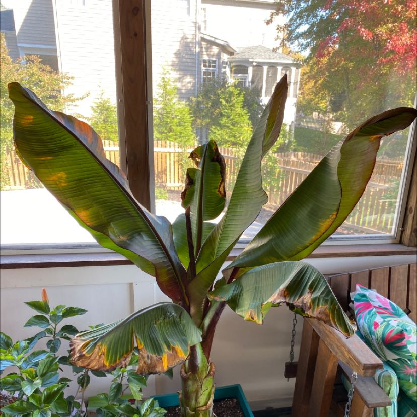Abyssinian Banana plant with some browning leaves, indoors with visible soil.