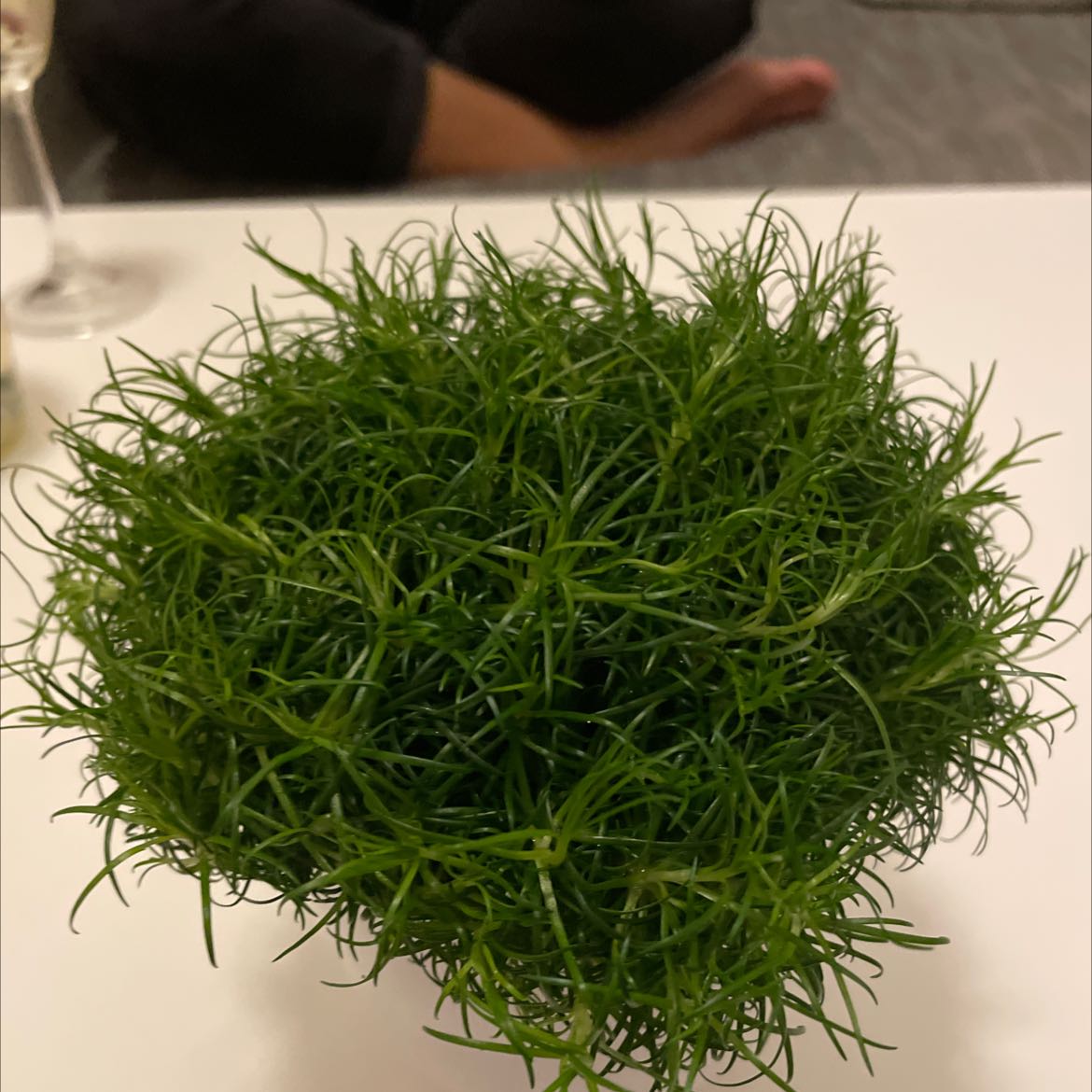 Healthy Common Fennel plant with thin, green leaves on a white surface.