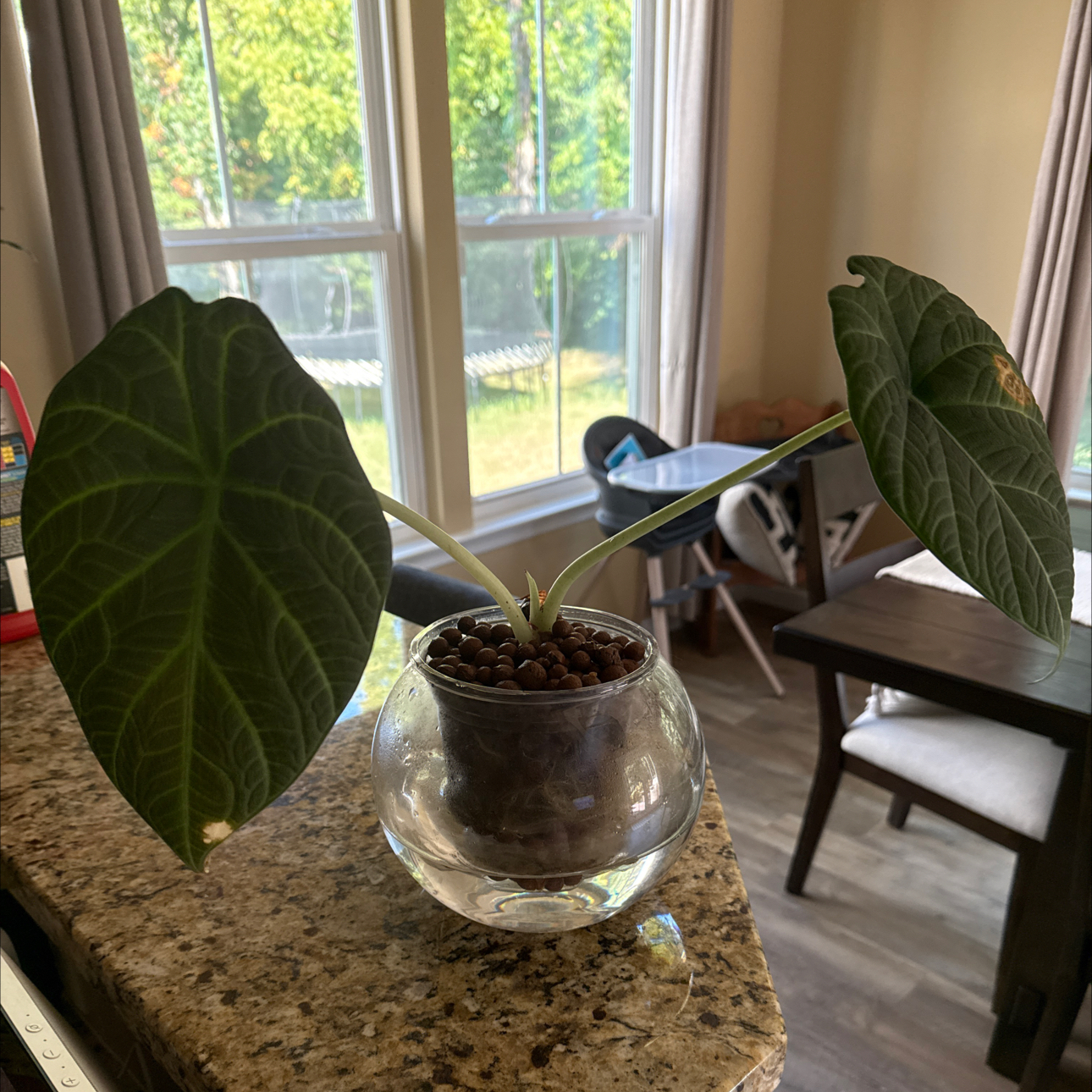 Photo of the plant species Alocasia 'Maharani' by @PlantsByTJB named Alocasia maharani on Greg, the plant care app