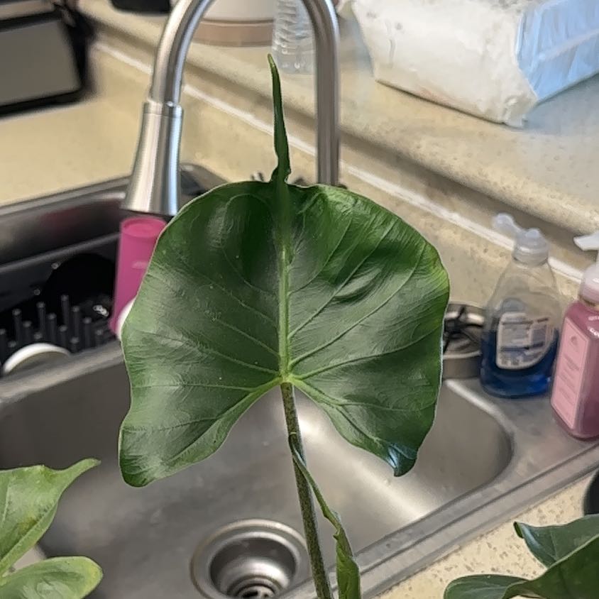Stingray Elephant Ear plant with a healthy leaf in a kitchen setting.