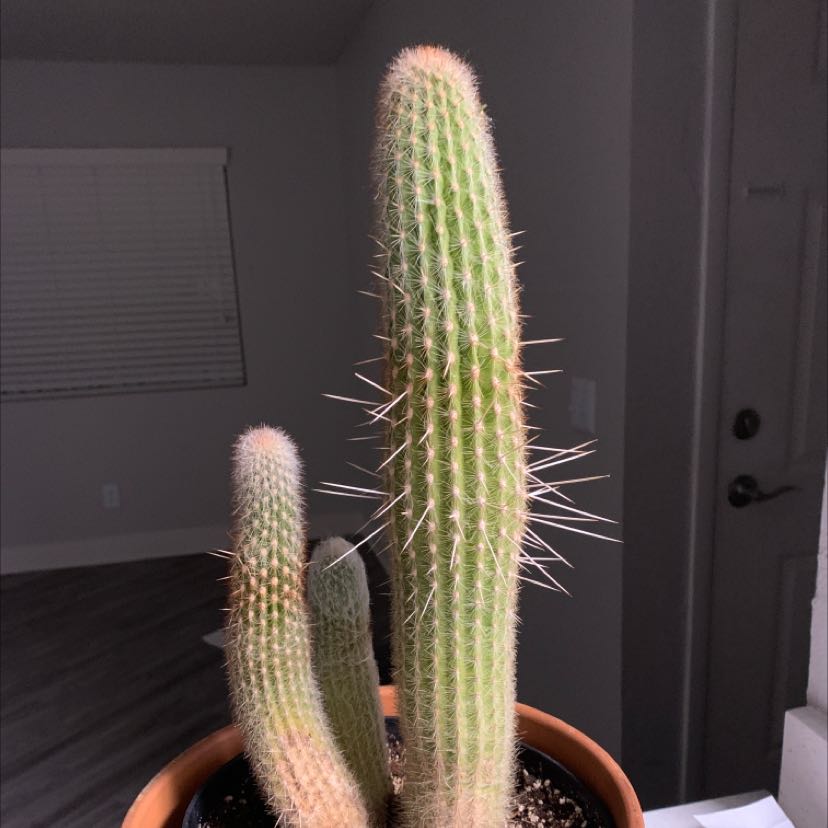 Columnar Cactus in a pot with visible soil, well-framed and in focus.