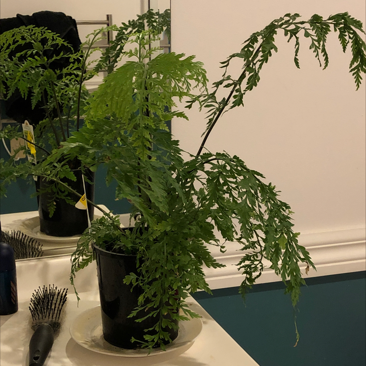 Photo of the plant species Hen and Chicken Fern by @Karaleigh92 named Ferny on Greg, the plant care app