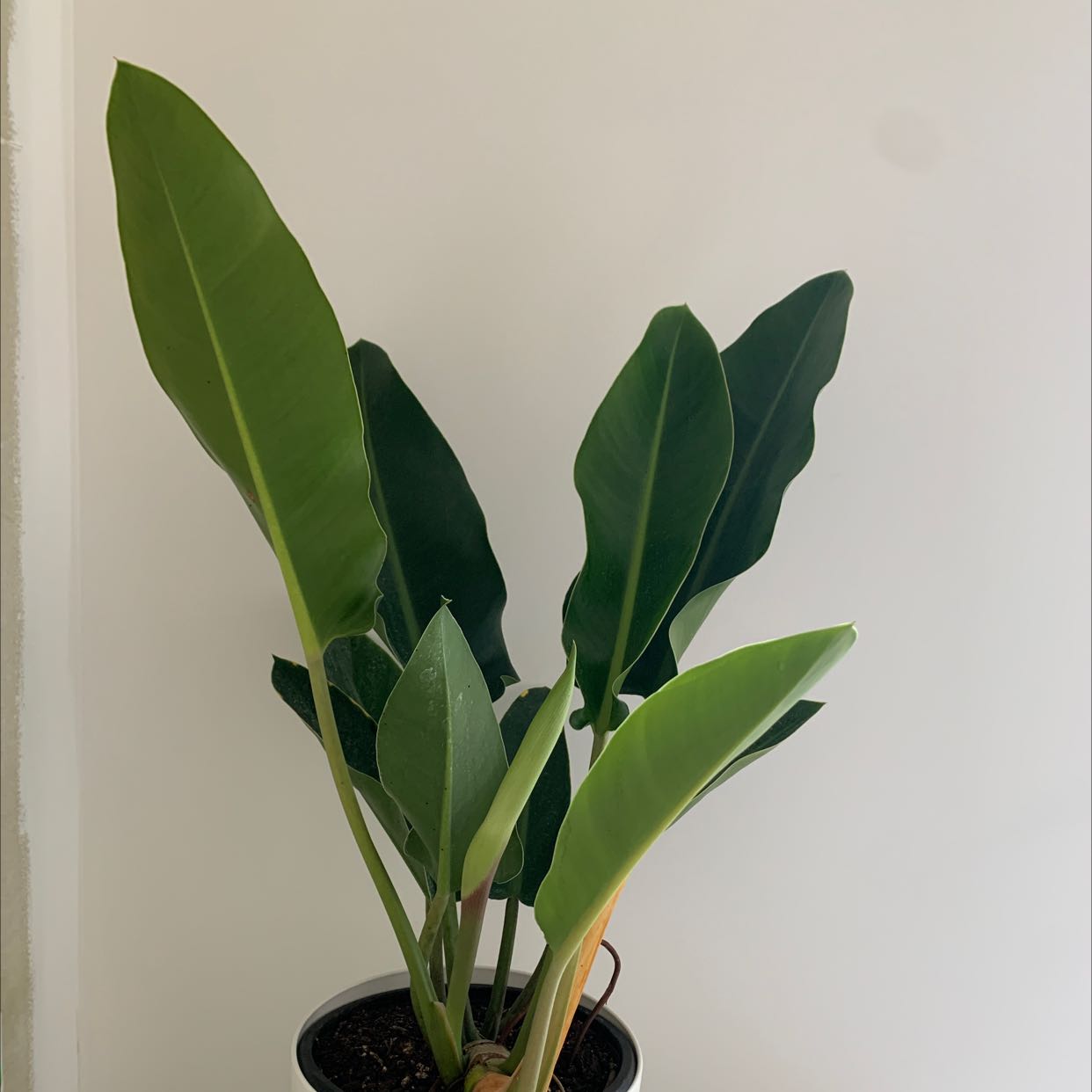 Photo of the plant species Philodendron renauxii by @BonusGermanivy named Felicia on Greg, the plant care app