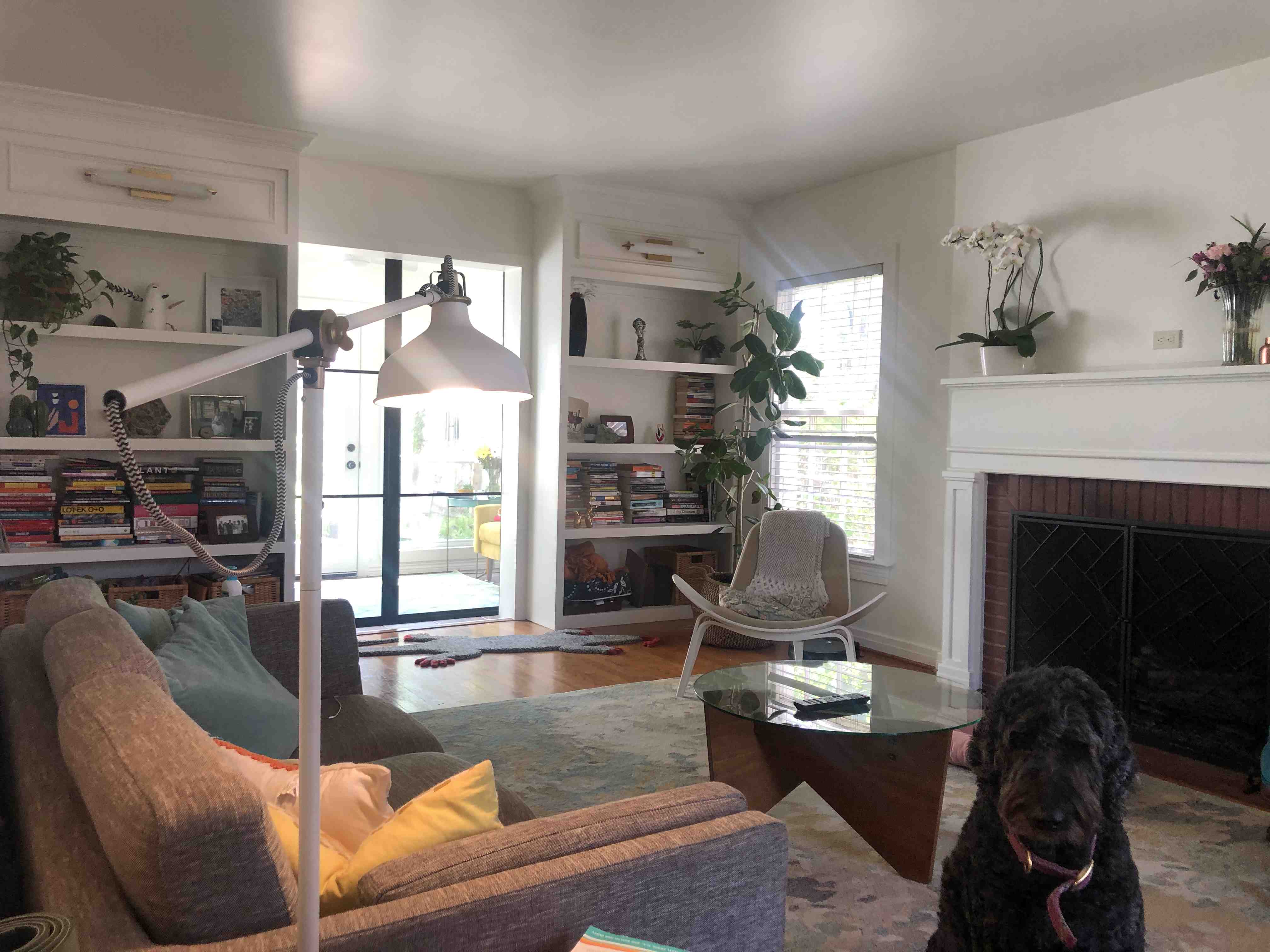 Living room with an Audrey Ficus plant near the window, appearing healthy.