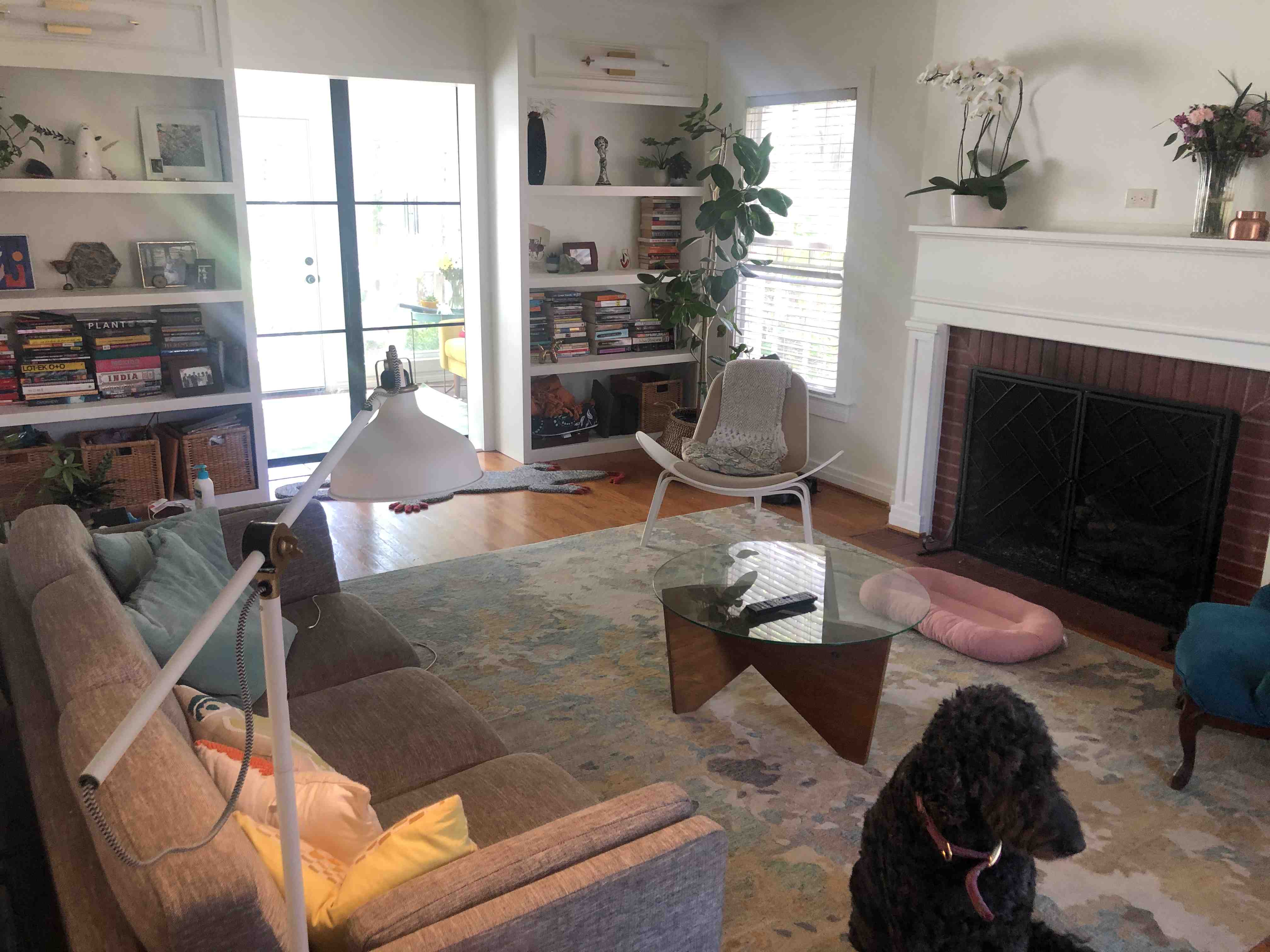 Living room with an Audrey Ficus plant in the background.